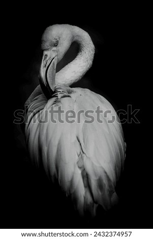 a monochromatic portrait of a greater flamingo pruning itself. that perfect almond shape body, its inward curving big beak and the graceful neck makes it attractive. Royalty-Free Stock Photo #2432374957