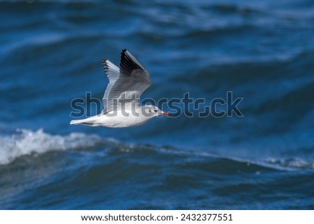 Flight scene of Black headed gull (Yurikamome) flying in the rough water surface background Royalty-Free Stock Photo #2432377551