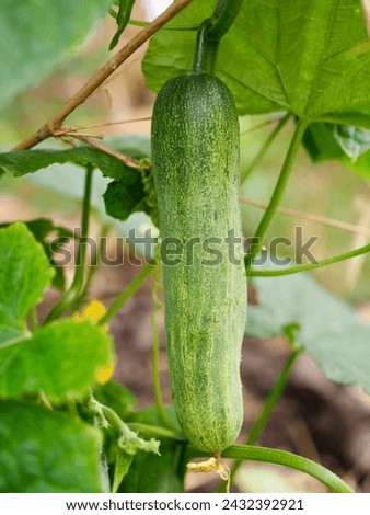 Cucumbers are on a cucumber tree with cucumber leaves. It is a naturally grown vegetable with no chemicals. Royalty-Free Stock Photo #2432392921