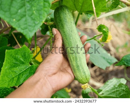 Cucumber on the cucumber tree and cucumber handle It is a naturally grown vegetable with no chemicals, an organic vegetable. Royalty-Free Stock Photo #2432393677