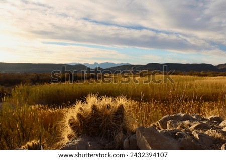 Cactus in dry Chihuahua Desert