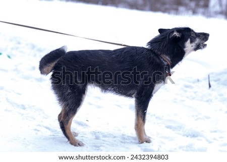 shepherd dog puppy full body photo on leash 