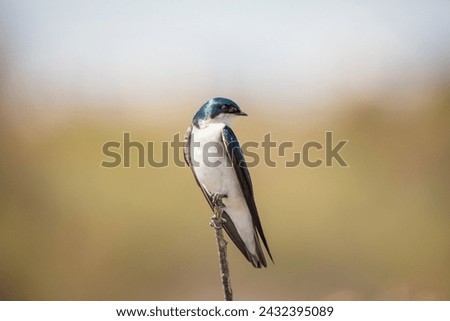Tree swallow at San Joaquin Wildlife Sanctuary in Irvine, California Royalty-Free Stock Photo #2432395089