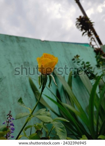 Yellow rose, little yellow rose