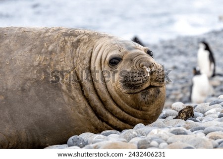Southern elephant seal smiles while resting near the penguin rookery Royalty-Free Stock Photo #2432406231