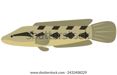 Illustration vector graphic of Snakehead fish Parachanna Obscura on isolated white background. Flat design style.