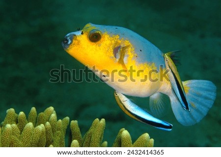 Marine life in the ocean. Pufferfish in cleaning station.Yellow blue puffer fish with two blue cleaner wrasses. Tropical underwater scenery, scuba diving.