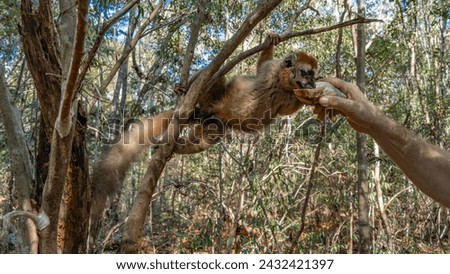 The charming Common brown lemur drinks water from a shell in a man's outstretched hand. A fluffy Eulemur albifrons, endemic to Madagascar holds onto a tree branch with its paws. Kirindy forest. Royalty-Free Stock Photo #2432421397