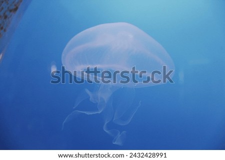 close up shot of single jelly fish in aquarium blue background