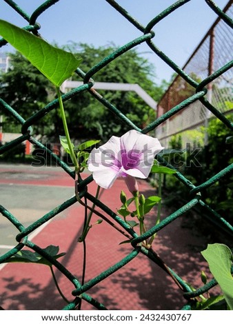 Flower On A Chainlink Fence (Ipomoea Cairica) Royalty-Free Stock Photo #2432430767