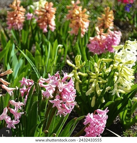 Group of multicolor flowers in a garden including pink, yellow and orange color. green leaves are also adding beauty in garden. Hyacinth flowers are the gift of nature. Relaxing and calming scene.