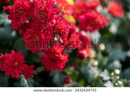 Small red wild chrysanthemums in the park
