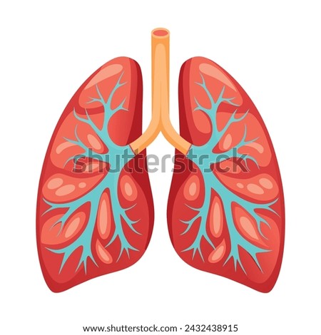 Anatomical Human Lungs Illustration on White