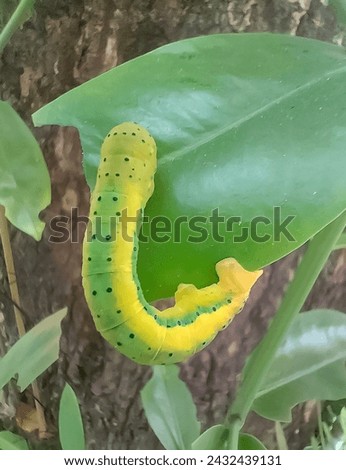 Picture of a green-yellow caterpillar carved into a green leaf_01.jpg
