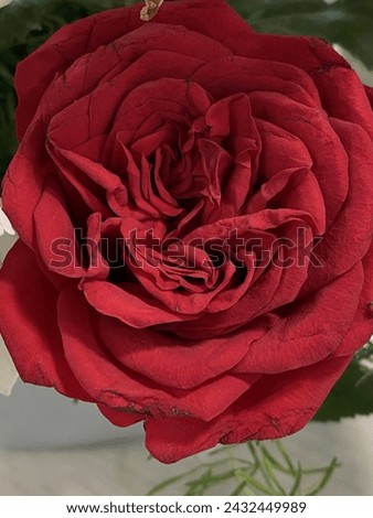 red color rose, image of a red rose, valentine gift , valentine rose , reddish color rose , gift for a friend you love
