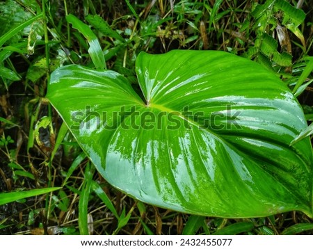Philodendron plowmanii wet with water on a grass background Royalty-Free Stock Photo #2432455077