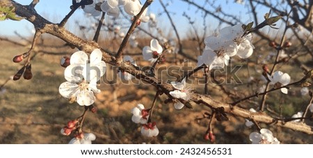 Pictures of apricot tree flowers