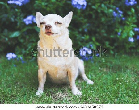 Portrait of Sleepy brown short hair chihuahua dog sitting on green grass in the garden with purple flowers background.