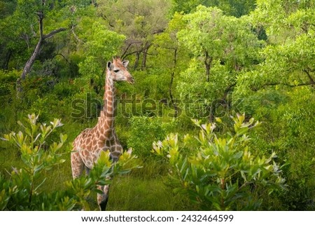A lone giraffe stands gracefully with its long neck towering above the lush greenery in Kruger National Park. Surrounded by a variety of trees and shrubs, the giraffe appears calm and attentive, blend Royalty-Free Stock Photo #2432464599