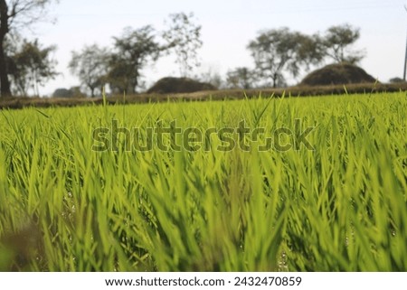 My green rice farm pictures. 