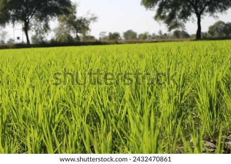 My green rice farm pictures. 