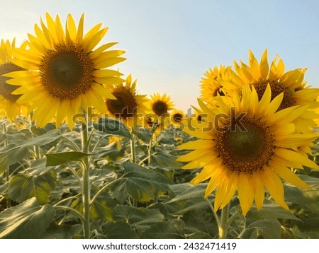 macro photography of sunflower farm