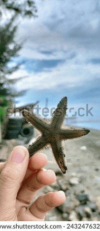 Hand holding a starfish with a beach and blue sky in the background.