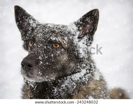 Portrait of a dog in a snowy winter day