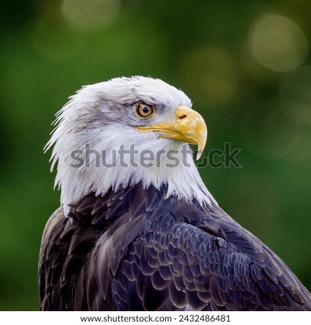bald eagle close up photo