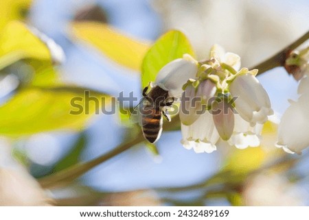 Honey bee polinating blueberry flowers on soft fruit plantation. Insects are a key part in human food production. Detail of a honeybee on white blossom of vaccinium corymbosum.