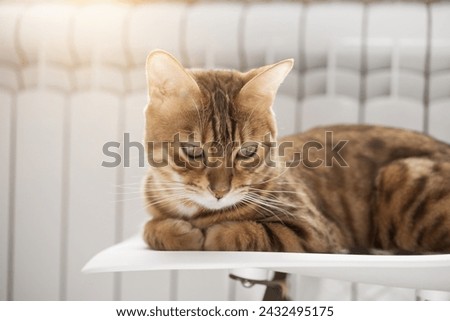 A ginger cat lies warming himself near a white radiator. Heating season. Royalty-Free Stock Photo #2432495175