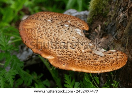 Cerioporus squamosus, also known as Pheasant's back mushrooms and dryad's saddle, is a basidiomycete bracket fungus found growing on dead trees Royalty-Free Stock Photo #2432497499