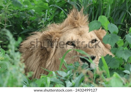 Lion in the wilderness of Tanzania