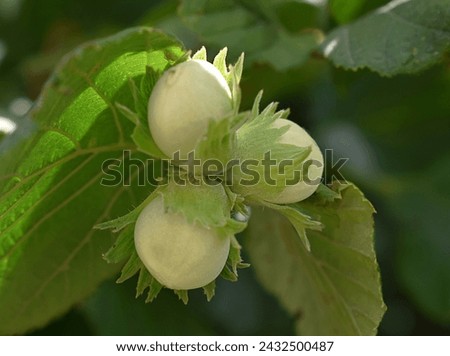 Close-up of three immature hazelnuts (Corylus avellana) on their branch in the wild Royalty-Free Stock Photo #2432500487