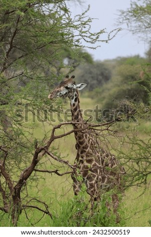 Giraffe in Tanzania National Park