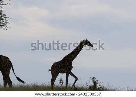 Giraffe in Tanzania National Park