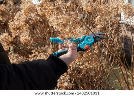 Pruning plants in garden in springtime with short handled pruner, secateur, for selective removing plant parts for better growth and flowering Royalty-Free Stock Photo #2432501011