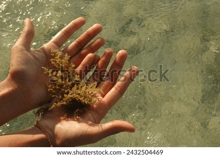 May 2018 - Seaweed in hand, Thousand Island, Indonesia