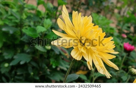 Callistephus or chrysanthemum flowers outdoor blooming wonderful image photography.