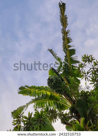 Beautiful green banana tree with bright blue sky