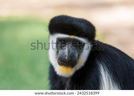Mantled guereza (Colobus guereza), monkey known simply as the guereza, the eastern black-and-white colobus, or the Abyssinian black-and-white colobus. Lake Awassa, Ethiopia, Africa wildlife