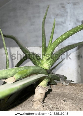 Aloe Vera Plant Picture Aloe Vera is amazing for the skin, right It's like a magic potion for all skin Pigeon