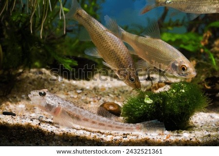 stone moroko, monkey goby, common roach, wild aggressive freshwater fish from East, captive coldwater omnivore, European river planted biotope aquarium, aquatic algae, LED low light, blur background Royalty-Free Stock Photo #2432521361