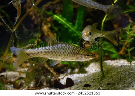 topmouth gudgeon, wild aggressive dominant freshwater fish from East, captive adaptable coldwater omnivore, European river planted biotope aquarium, aquatic vegetation, LED low light, blur background Royalty-Free Stock Photo #2432521363
