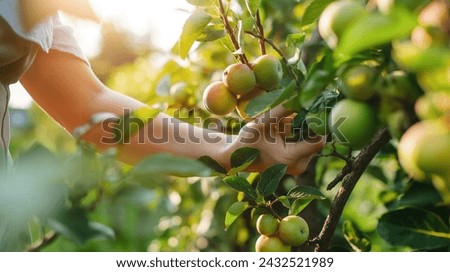 Handpicking Apples in Sunny Orchard, Close-up of hands carefully harvesting ripe apples Royalty-Free Stock Photo #2432521989
