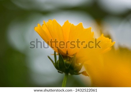 Yellow chamomile on a blurred background in the garden. Summer.
