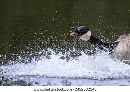 angry Goose.  a Canadian Goose having a bit of a splash about on a lake with water in a nature wildlife reserve.  Royalty-Free Stock Photo #2432532143