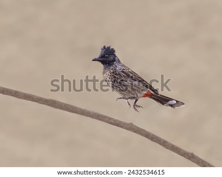 A red-vented bulbul, Pycnonotus cafer, leaping on a twig, this Asian bird species is an invasive alien species spreading in Fuerteventura, Canary Islands, Spain Royalty-Free Stock Photo #2432534615