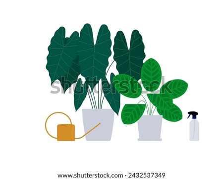 Houseplants composition - Alocasia, calathea, watering can, spray bottle. Lush foliage in flower pots for office and home decor. Minimalist vector illustration on white background Royalty-Free Stock Photo #2432537349