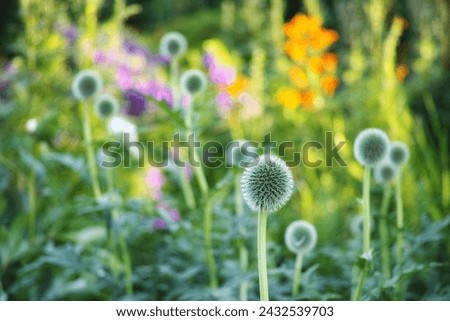 Globe thistle, natural and plant in spring meadow for closeup, fresh and nature wild vegetation. Ecology and pollen flower for biodiversity, sustainability and environmental garden botanical growth Royalty-Free Stock Photo #2432539703